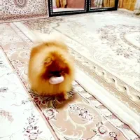 پامرانین های نر جهت کشش|سگ|کرمانشاه, |دیوار