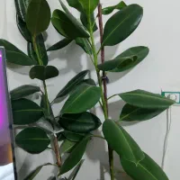 گل های خانگی|گل و گیاه طبیعی|مشگین شهر, |دیوار