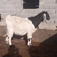 بز آبستن و بزغاله دار