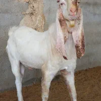 بز نر بز پاکستانی گلابی و بزغاله نر گلابی اصل|حیوانات مزرعه|جوادآباد, |دیوار