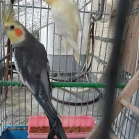 عروس هلندی جفت آماده تخم