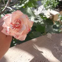 گل مصنوعی روز معلم