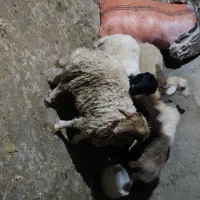 بره نر|حیوانات مزرعه|ایوان, |دیوار