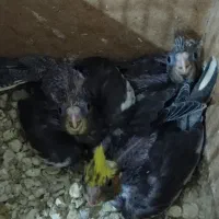 جفت عروس هلندی شرط مولد و کار داده