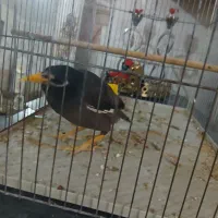 مرغ مینا