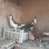 کفتر شهری و تور دستی|پرنده|شیراز, نیستان|دیوار