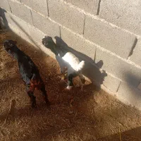 بز کهره|حیوانات مزرعه|مرودشت, بیست متری بیمارستان|دیوار