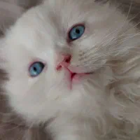 گربه پرشین اسکاتیش نر