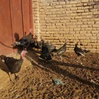 بوقلمون مرغ غاز|حیوانات مزرعه|شیراز, گویم|دیوار