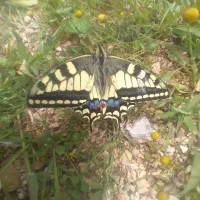 سمپاشی درختان در باغچه و باغ و منزل