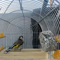 سهره دورگ سرسیاه|پرنده|فسا, |دیوار