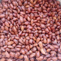 بادام کوهی خوشمزه و تازه