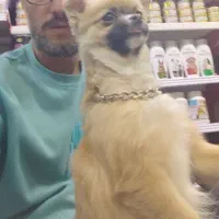 شیواوا موبلند|سگ|تهران, ائمه اطهار|دیوار