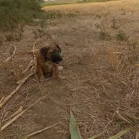 سگ پاکوتاه ماده