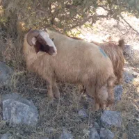 قوچ شک ورن سنجابی اصیل|حیوانات مزرعه|دالاهو, |دیوار