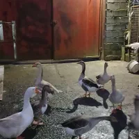 غاز|حیوانات مزرعه|آستارا, |دیوار