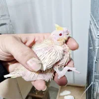 عروس هلندی سرلاکی