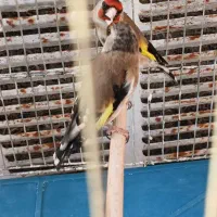 سهره داغسر شطرنجی ماده فوق زیبا کلکسیونی