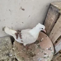 جوجه نباتی سرخ