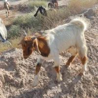 پازن|حیوانات مزرعه|بندر گناوه, |دیوار