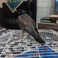 مرغ مینا