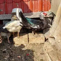 قوغاز افریقایی اردک روسی اسرائیلی نر جوان سنگین|حیوانات مزرعه|تهران, نعمت‌آباد|دیوار