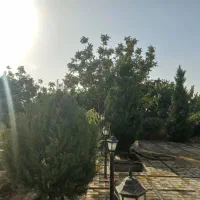 اجاره سالیانه|اجارهٔ خانه و ویلا|کوهسار (البرز), |دیوار