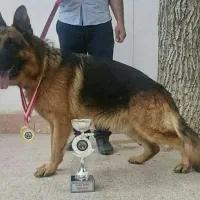 سگ ژرمن شپرد