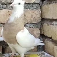 طوقی دمسفید دمسیاه کله الماسی پرشی گرگی کله دمبی|پرنده|مبارکه, |دیوار