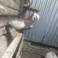 دمبی اس سرخ خونی