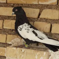 کبوتر نر سینه سیاه|پرنده|حمیدیه, |دیوار