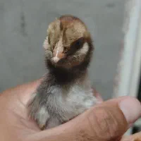 جوجه لاری