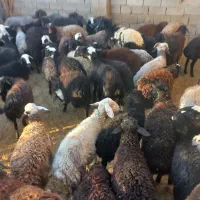فروش گوسفند