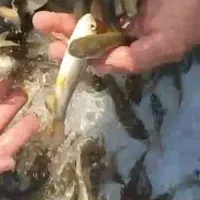 بچه ماهی کپور و آمور دانه ای