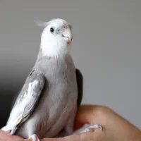 عروس هلندی گم شده