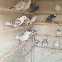 تعدادی کبوترفروشی|پرنده|ری, امین آباد|دیوار