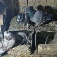 کفترپلاکی مواضعه با گندوم