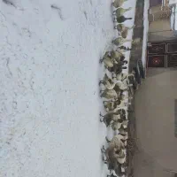 غاز|حیوانات مزرعه|دیواندره, |دیوار