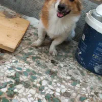 سگ پامر