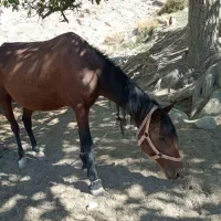 اسب|اسب و تجهیزات اسبسواری|بجنورد, |دیوار