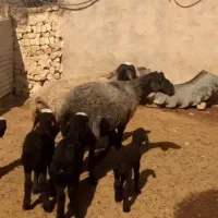 ۲ میش دوقلوزا همراه ۴ بره