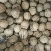 گردوی امسال قیمت مناسب