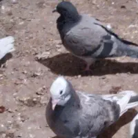 کبوتر جوجه|پرنده|میانه, |دیوار