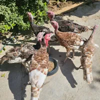 بوقلمون نر ۸ ماهه