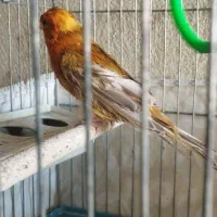 قناری سرخ|پرنده|شیراز, کوزه گری|دیوار