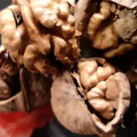 گردو ایرانی|خوردنی و آشامیدنی|شیراز, انجیره|دیوار