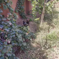 فروش تخم نطفه دار|حیوانات مزرعه|نجف‌آباد, حومه نجف آباد|دیوار