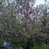 فروش سیب سر درختی150تن