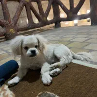 سگ خانگی بسیار باهوش