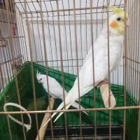 عروس هلندی آلبینو و لوتینو